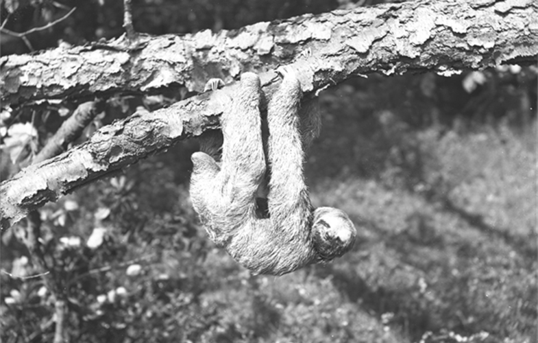 Wildlife Conservation Society_03824_Three-toed Sloth circa 1907_BZ_00 00 00.JPG